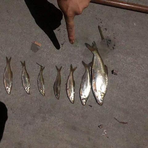 最新海上电鱼视频揭示，科技助力捕捞新趋势