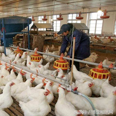 肉鸡苗最新价格行情及分析