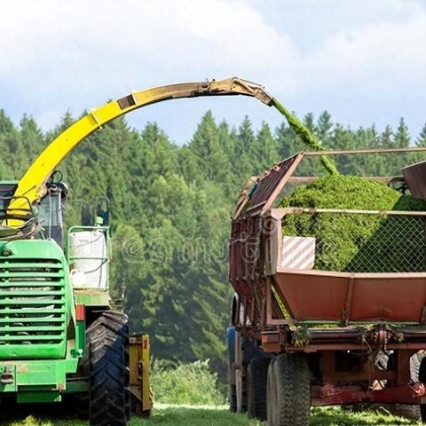 最新人与动物关系报告,展望未来的共生之道(2025年展望)