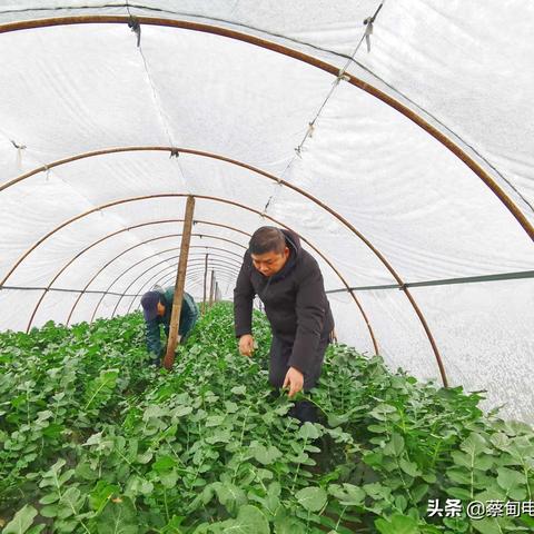 蔡甸张湾规划新动态