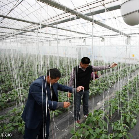 智能温室种植技术实践案例分享