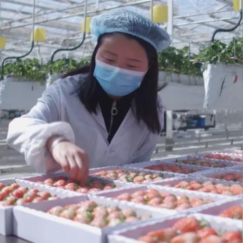 智能温室种植技术实践案例分享