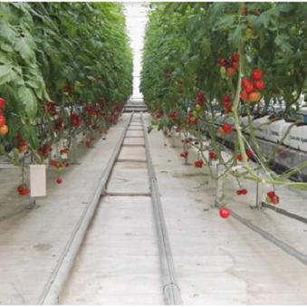 智能温室种植技术实践案例分享