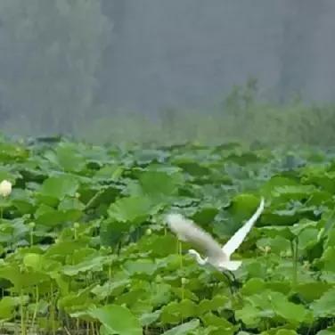 鱼台地理概况与最新地图解析