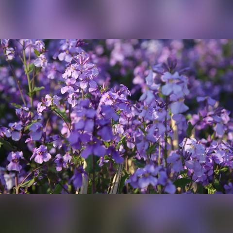 鱼台地理概况与最新地图解析