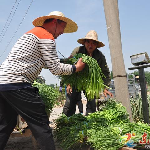 金乡蒜薹今日价格走势及分析