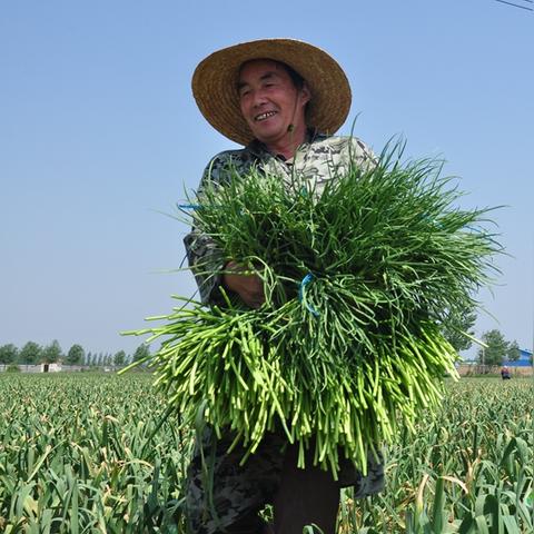 金乡蒜薹今日价格走势及分析