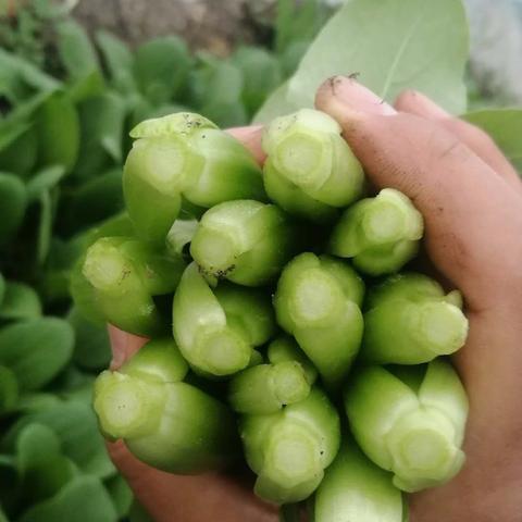 最新阳台种菜布局详解,打造高效微型菜园攻略