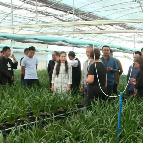 兰花粉荷最新价格走势分析