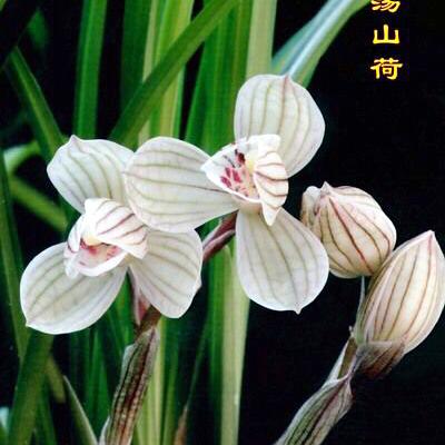 兰花粉荷最新价格走势分析