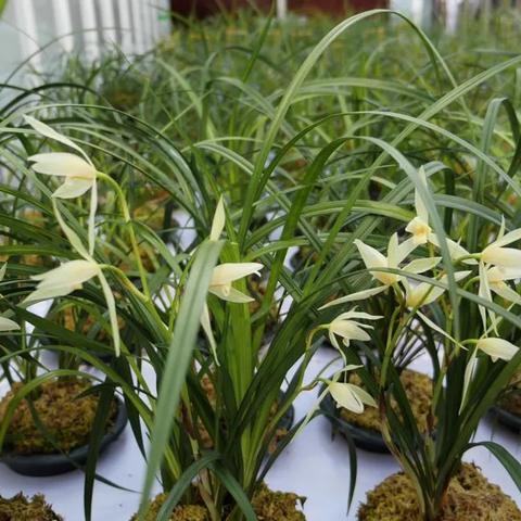 兰花粉荷最新价格走势分析