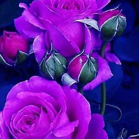 最新伤感名言深度解读