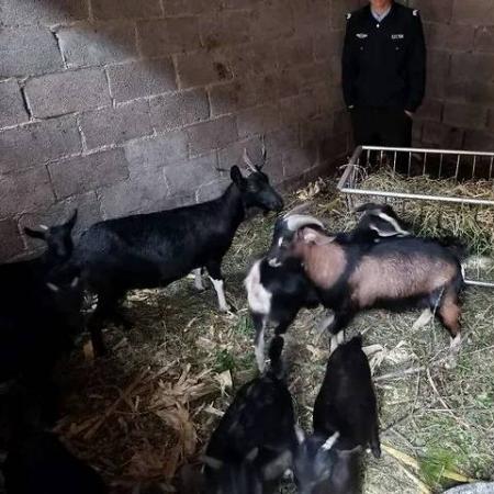 雷霆战机新辅助蜜蜂优势揭秘，影响与实战体验