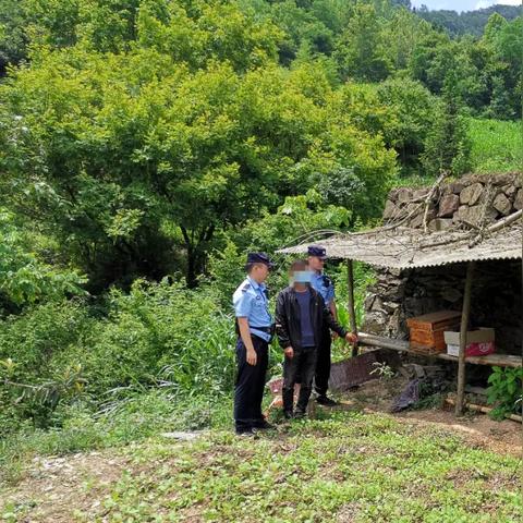雷霆战机新辅助蜜蜂优势揭秘,影响与实战体验