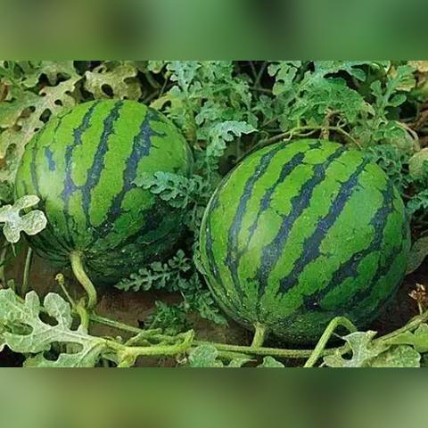 安徽西瓜价格行情最新分析