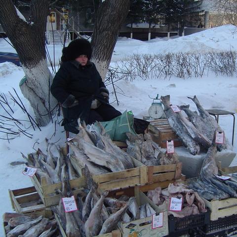 青菜新品种与高效种植技术介绍