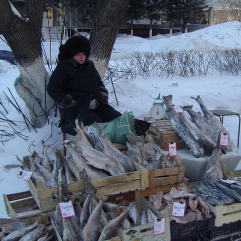 青菜新品种与高效种植技术介绍