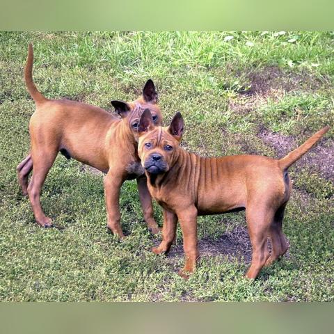 凉山小猎犬最新出售信息与全面介绍