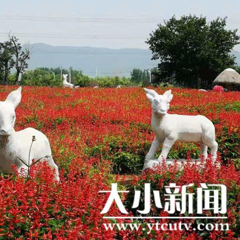 威海羊亭发展规划概览