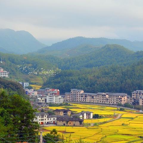 厦沙高速德化段最新进展深度解读