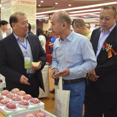 临猗苹果价格行情最新分析