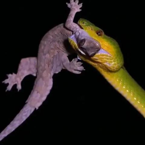 新澳门天天彩免费全年大全,蛇、牛、虎、龙_06-17-40-02-14-49 T：0866.664