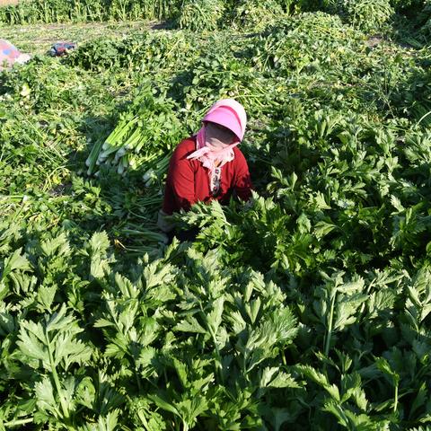 展望2025，最新说说短句集结