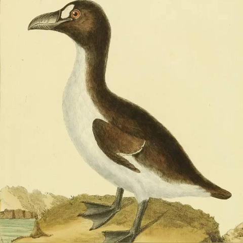 世纪鸟绿色出行新车型，引领未来出行之选