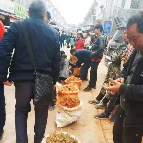 文山三七最新价格趋势分析(2025年)