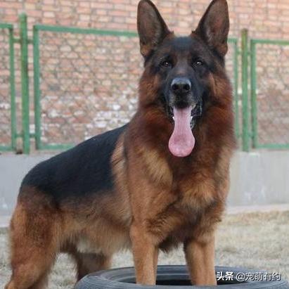 造化之王最新章节概览及内容提要