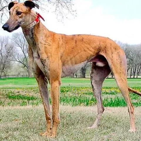 南宫犬业最新配种照，科技与品质的交融展现