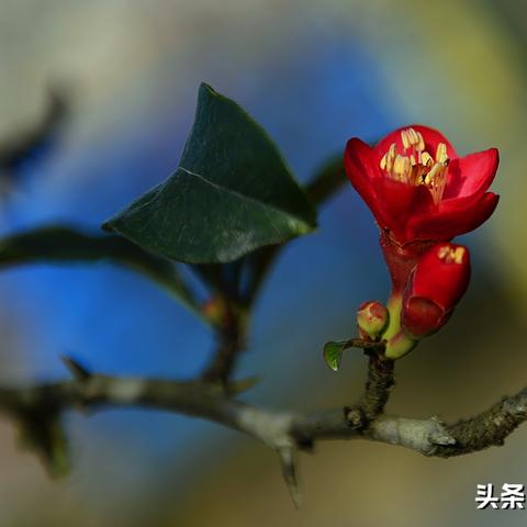 最新广场舞风潮席卷，舞动红红的日子