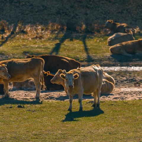 欢乐斗牛游戏下载,体验最新斗牛乐趣