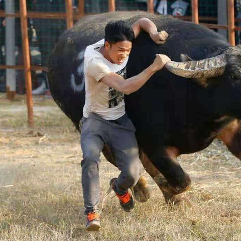 欢乐斗牛游戏下载,体验最新斗牛乐趣