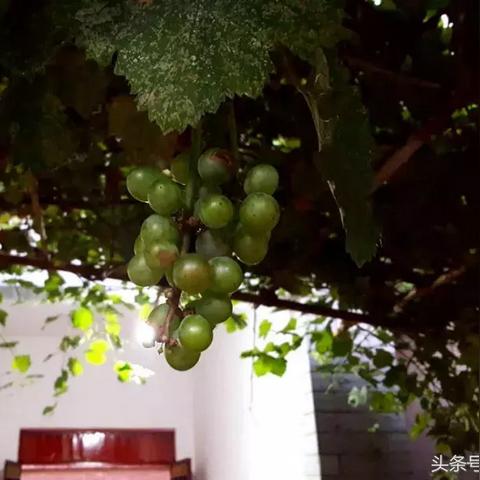 涿州小院最新房源出售信息