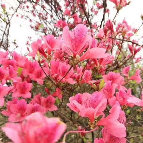 山野村色晨曦希望,最新章节揭秘