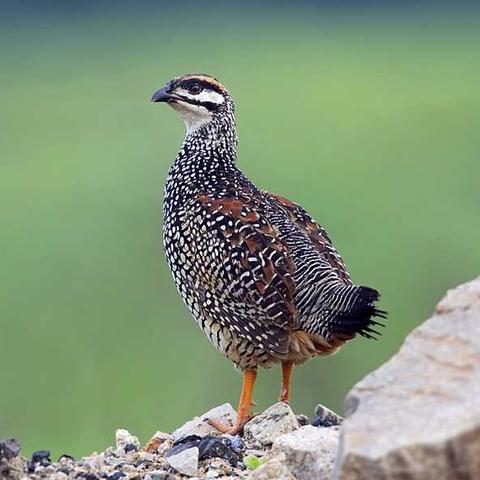 山野村色晨曦希望,最新章节揭秘