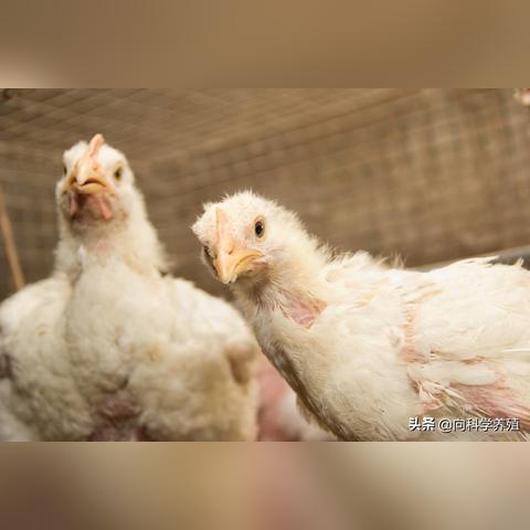 今日肉鸡苗价格行情分析