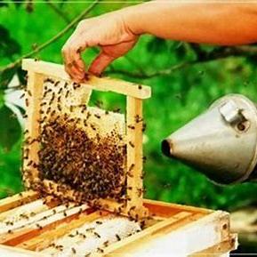 中蜂巢框革新提升养殖效率与蜂群健康