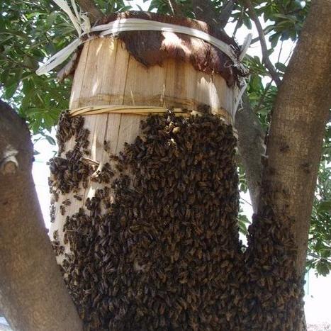 中蜂巢框革新提升养殖效率与蜂群健康