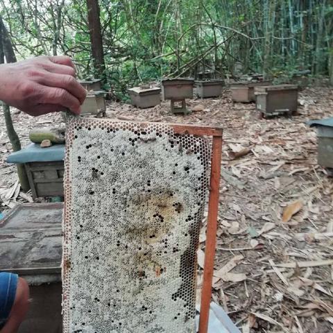 中蜂巢框革新提升养殖效率与蜂群健康