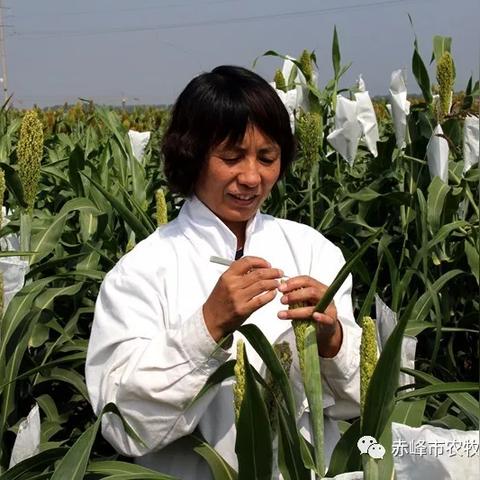 赤峰谷子今日报价及市场走势分析
