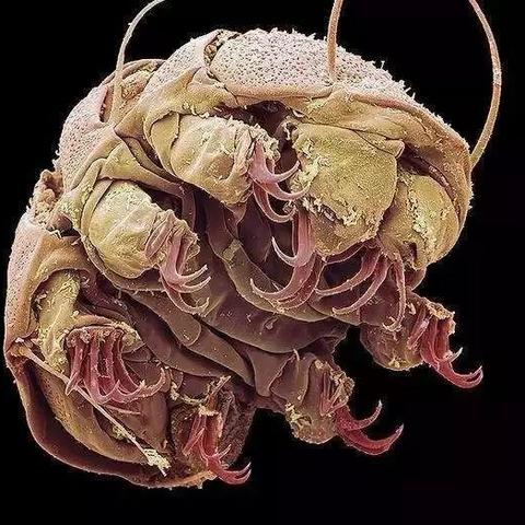 地球最后之日最新版，生存挑战的终极时刻