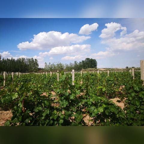 2025年最新鲜食枣品种深度解析