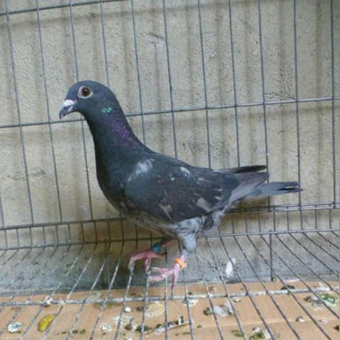 最新鸽子棚设计图,现代鸽子棚构建特色介绍