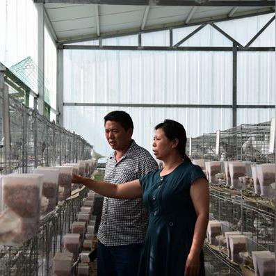 最新鸽子棚设计图,现代鸽子棚构建特色介绍