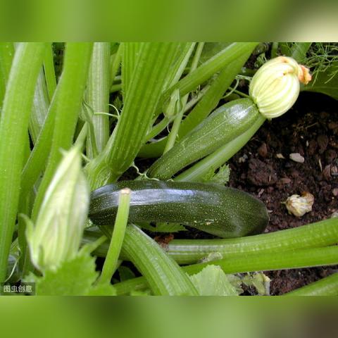 聊城西葫芦最新市场行情分析