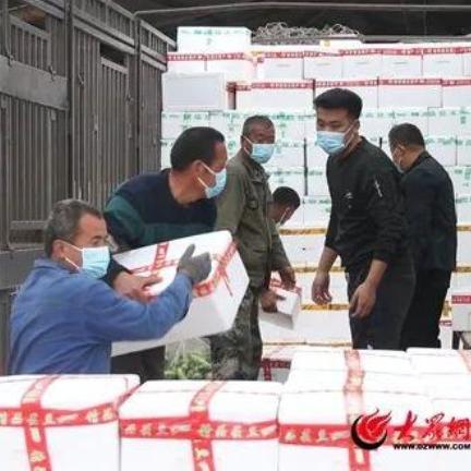 聊城西葫芦最新市场行情分析