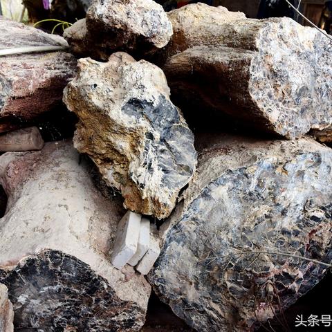 树化石交易价格与市场趋势分析