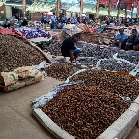 文山三七最新价格趋势分析（2025年）